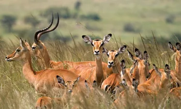 Group of Thomisoni from Serengeti wildlif
