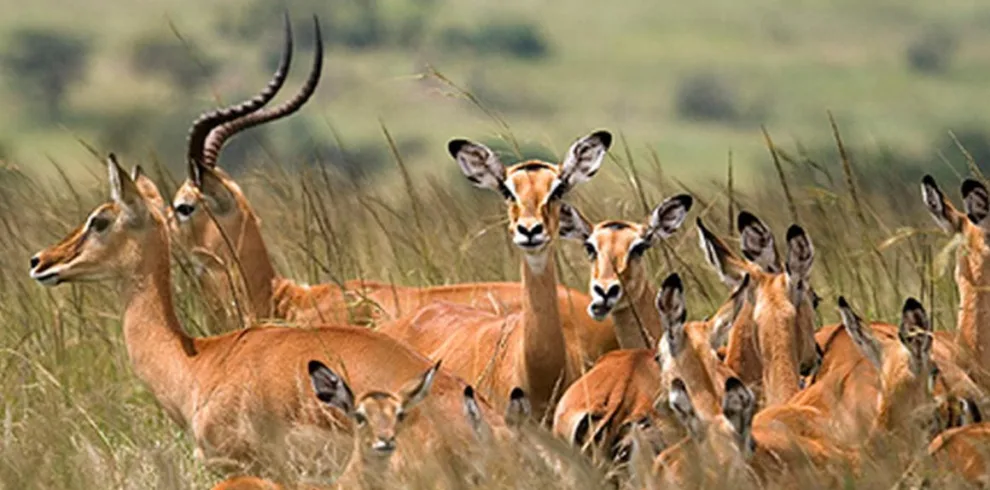Group of Thomisoni from Serengeti wildlif