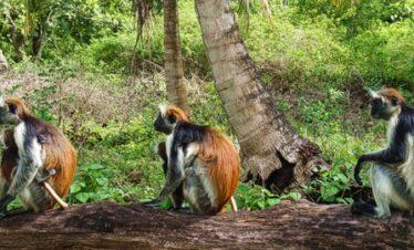 3 days group joining safari