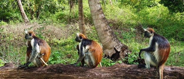3 days group joining safari