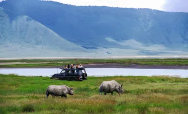Luxury safari white rhino observed from serengeti wildlife library