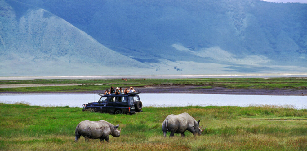 Luxury safari white rhino observed from serengeti wildlife library