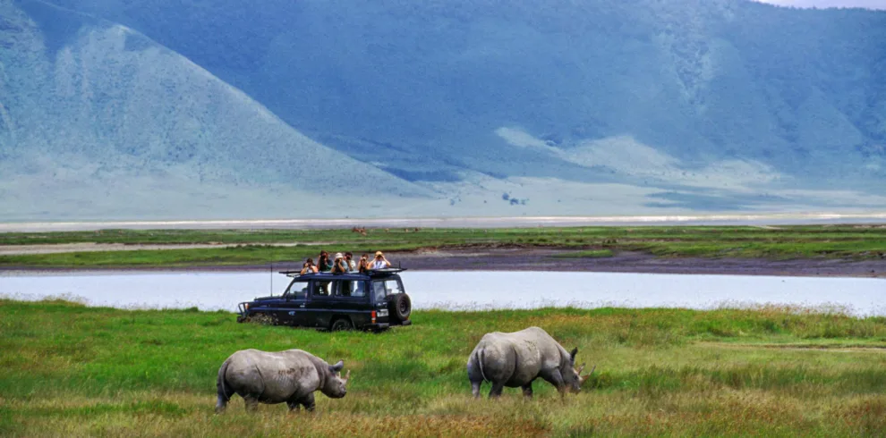 Luxury safari white rhino observed from serengeti wildlife library