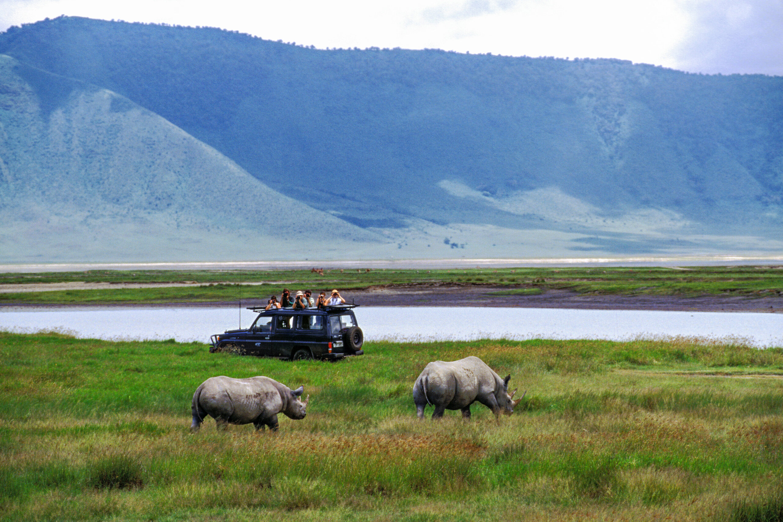 Luxury safari white rhino observed from serengeti wildlife library