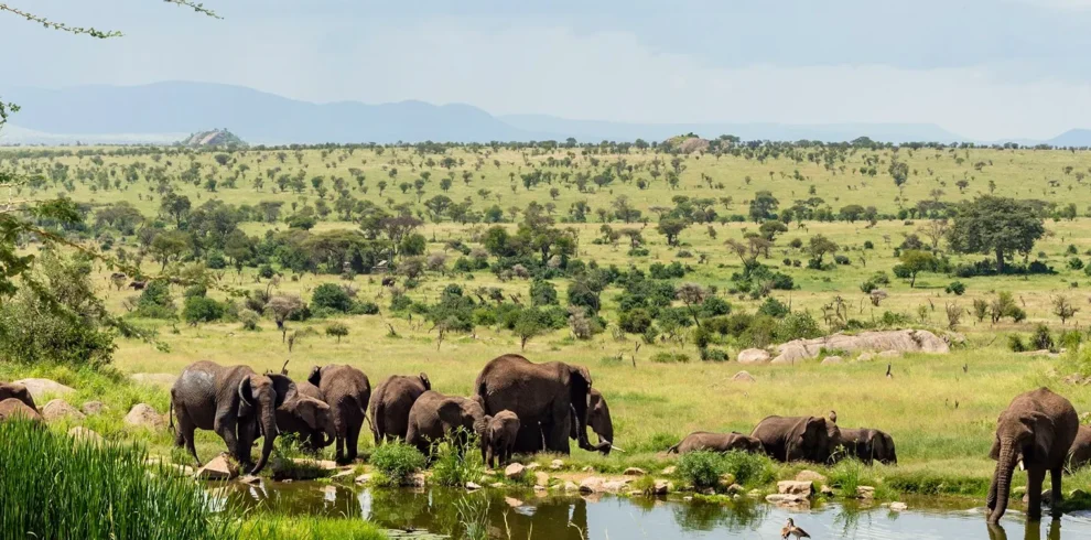Women in Luxury Tanzania safari from serengeti melia