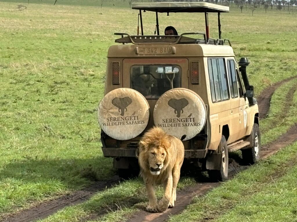 serengeti wildlife safaris cruiser hadtop safari