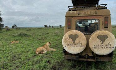 7-day-joining-safari two lion pause beside of serengeti wildlife safaris cruiser