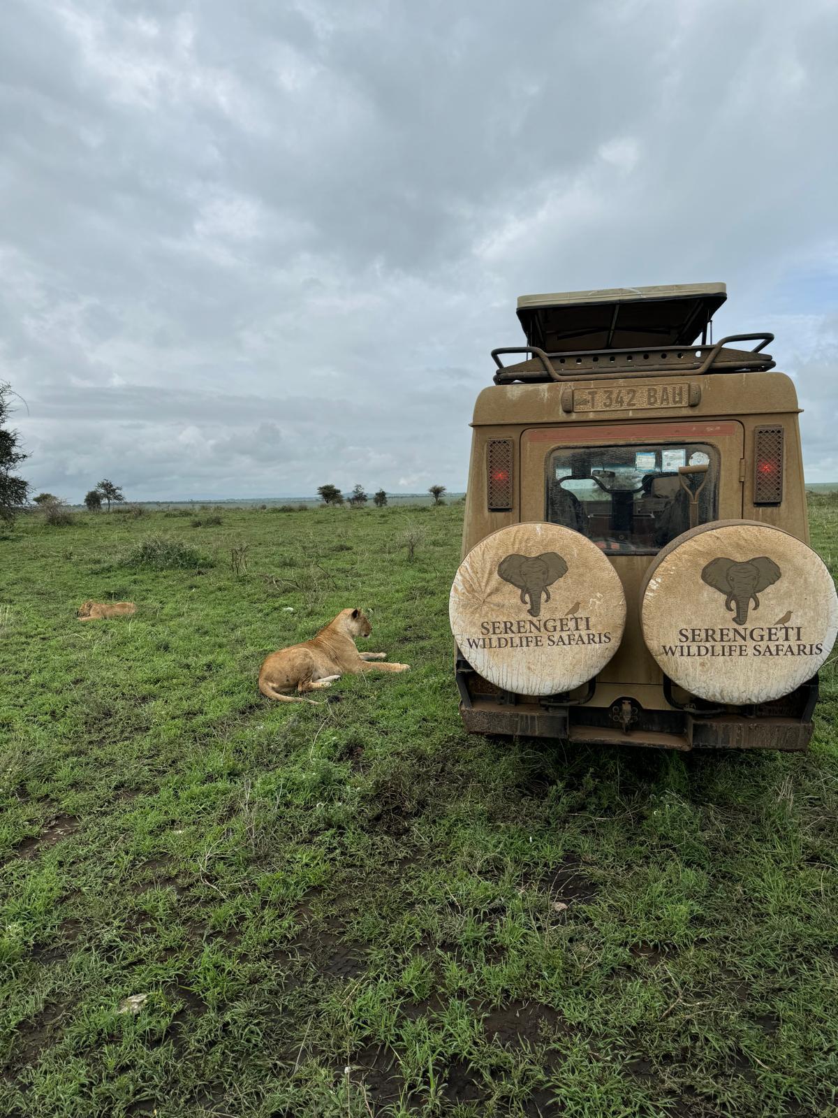 7-day-joining-safari two lion pause beside of serengeti wildlife safaris cruiser