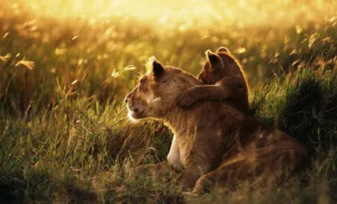 Tanzania budget safari lioness with the cab from serengeti wildlife safaris library