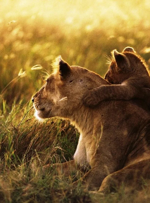 Tanzania budget safari lioness with the cab from serengeti wildlife safaris library