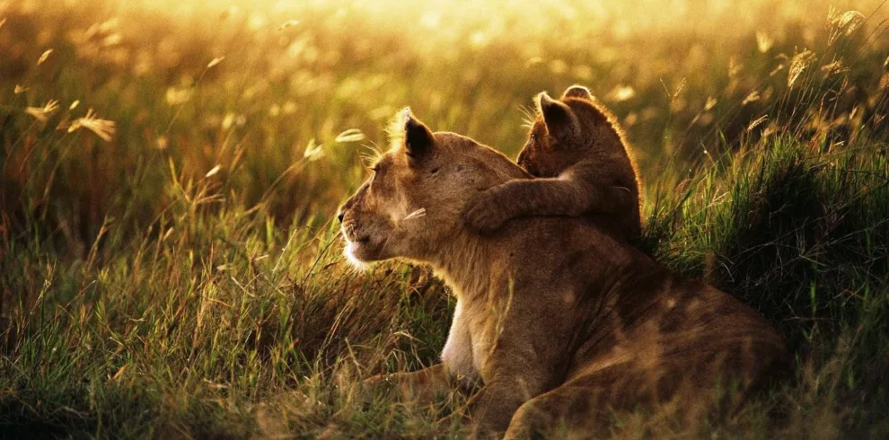 Tanzania budget safari lioness with the cab from serengeti wildlife safaris library