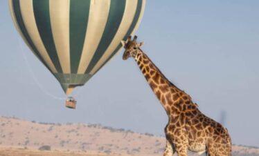 Balloon Platoon from Serengeti national park