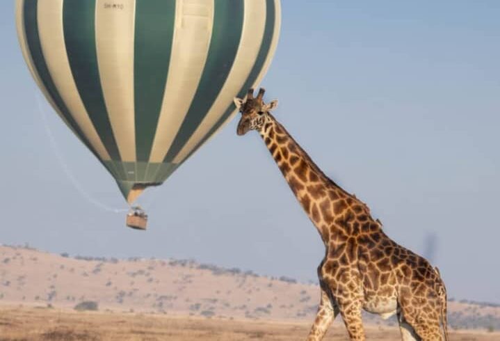 Balloon Platoon from Serengeti national park