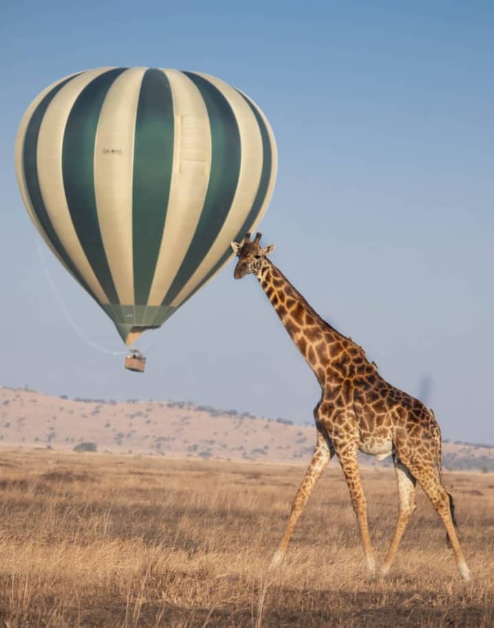 serengeti wildlife safaris