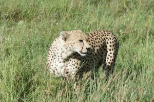 7-day-joining-safari Cheater from the Tanzania Parks walking around