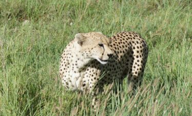 7-day-joining-safari Cheater from the Tanzania Parks walking around