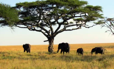 serengeti wildlife safaris
