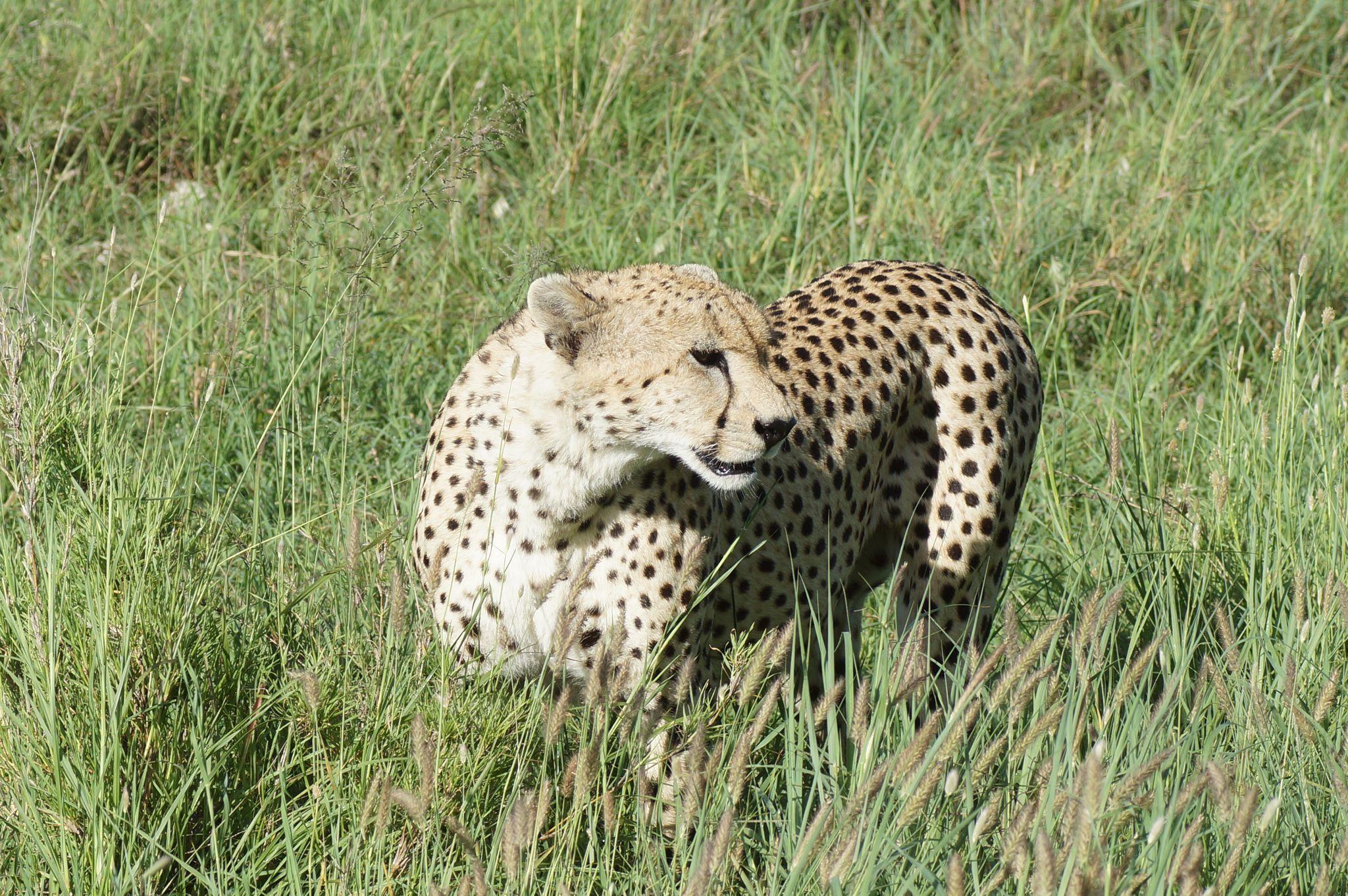 7-day-joining-safari Cheater from the Tanzania Parks walking around