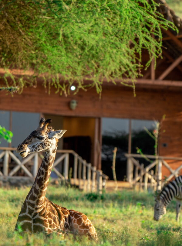 giraffe outside of the bush lodge