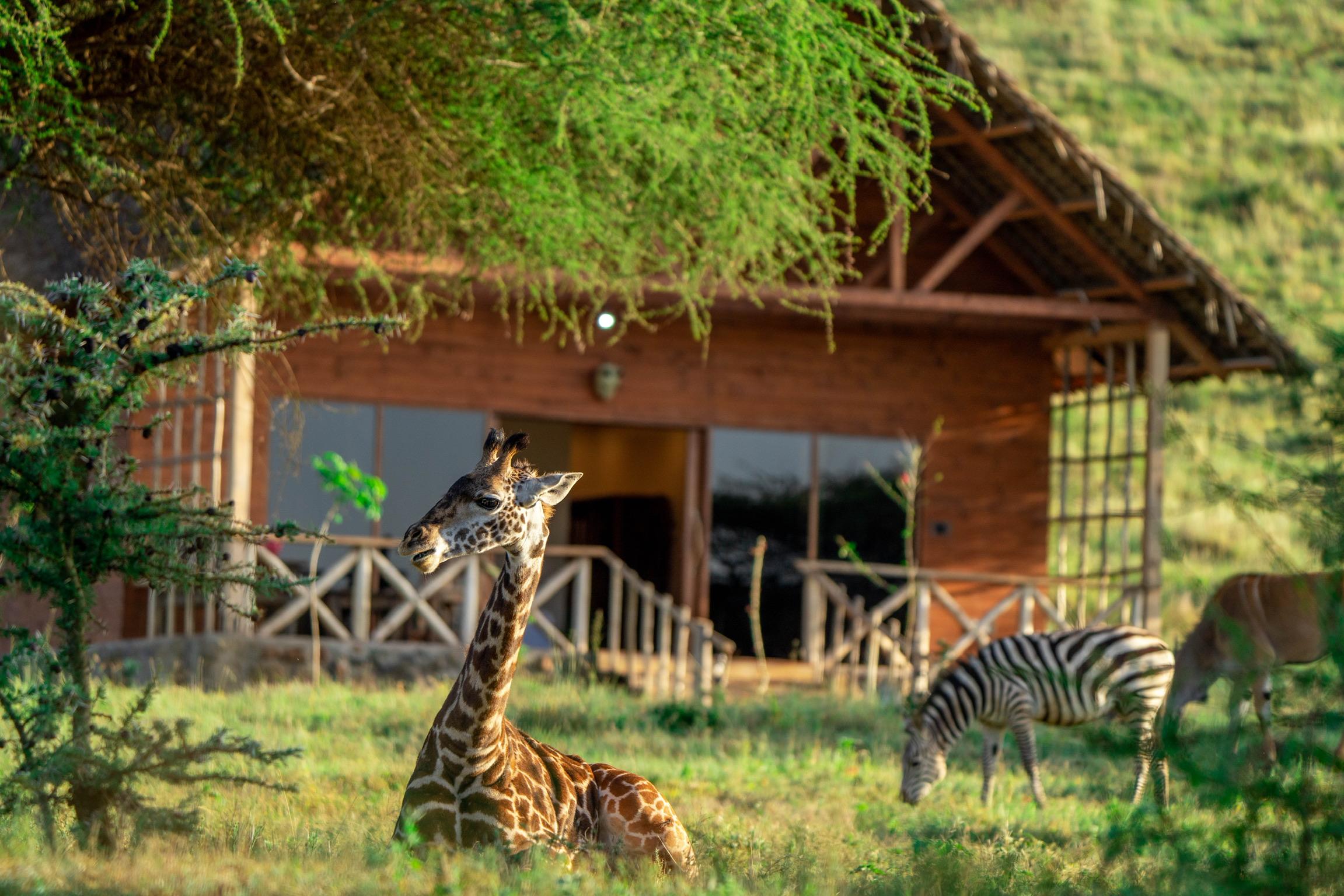 giraffe outside of the bush lodge