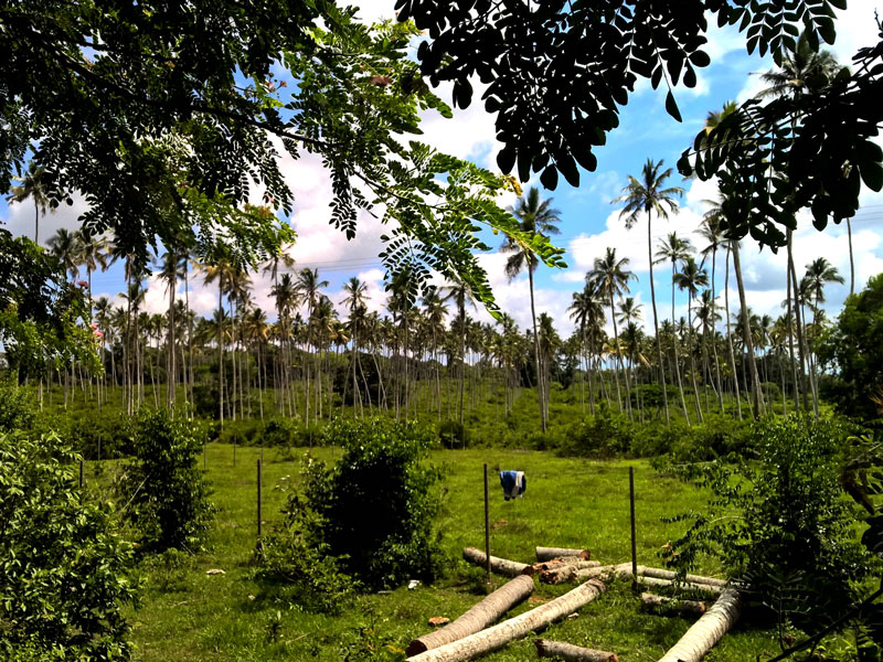 zanzibar spice tour