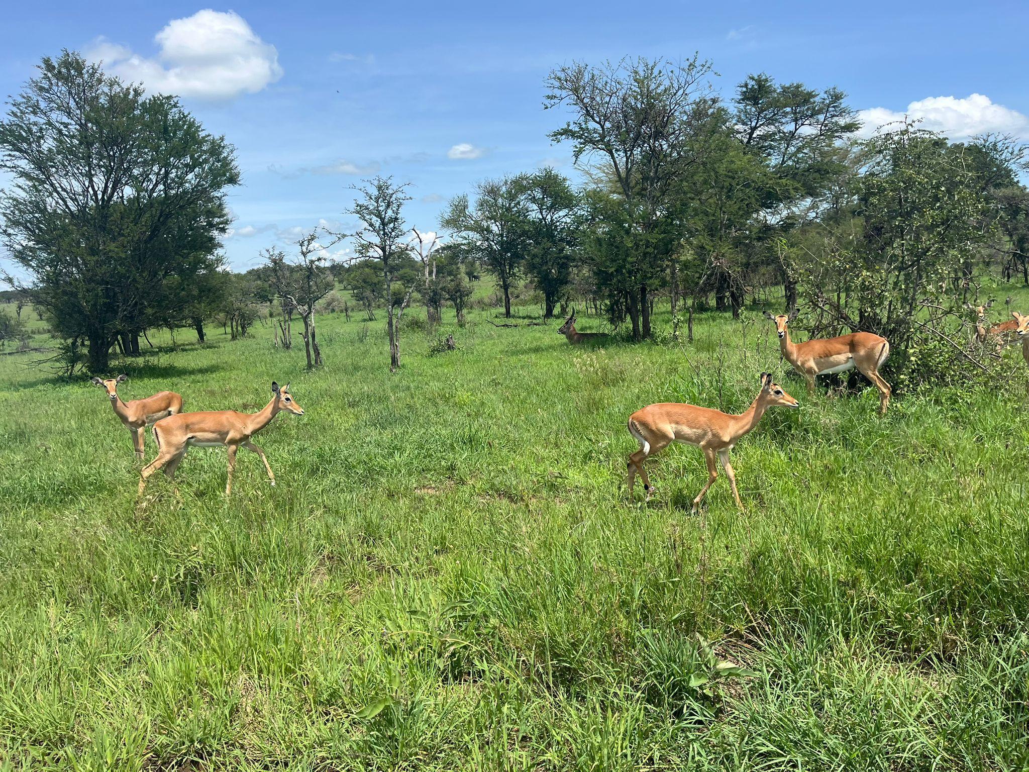 tarangire NP