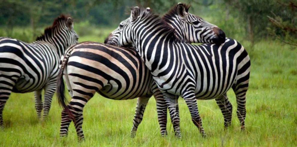 serengeti wildlife safaris