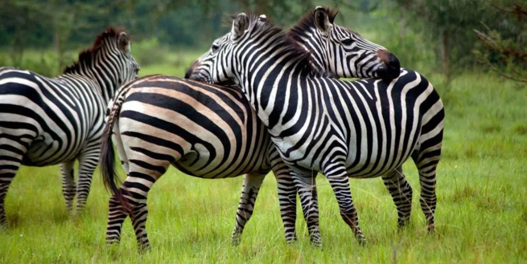serengeti wildlife safaris