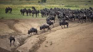 3 Day migration safari Search for Fresh Grazing