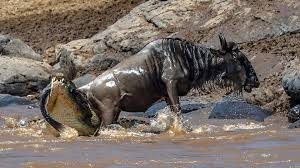 3 days wildebeest migration safari  Eastern Serengeti and Lobo