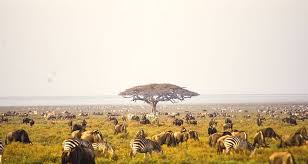 3 days wildebeest migration safari  masai mara kenya