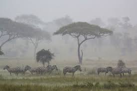 3 days wildebeest migration safari  baloon-observe-great-migration
