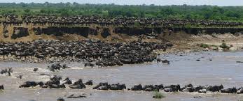11-baloon-observe-great-migration