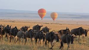 ndutu area during migration