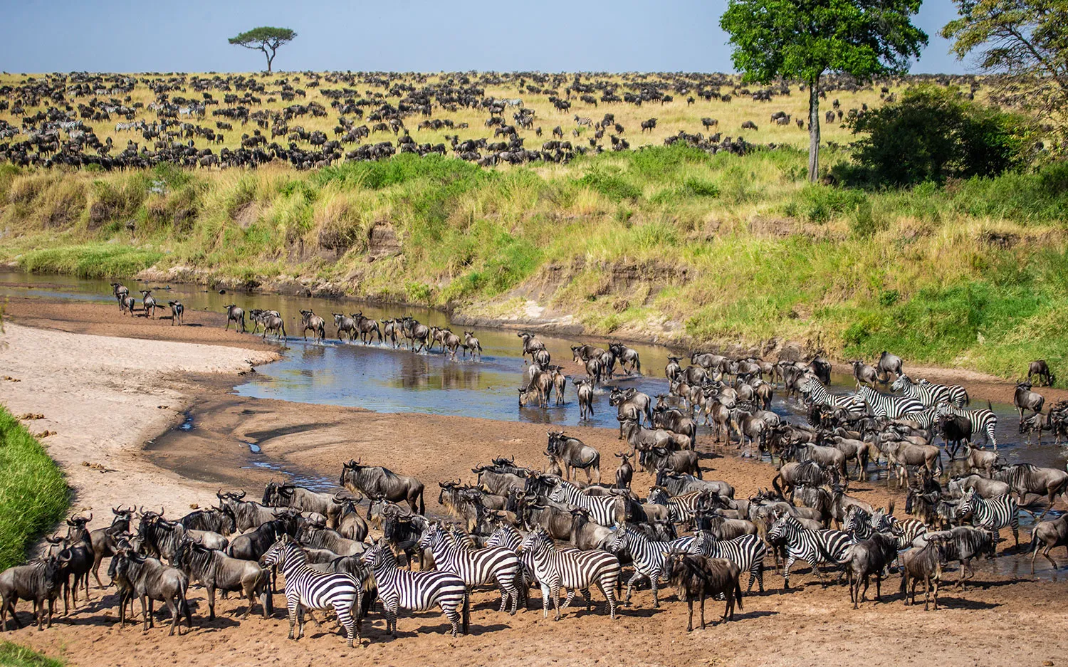 3 days wildebeest migration safari  Zebra vs wildebeest