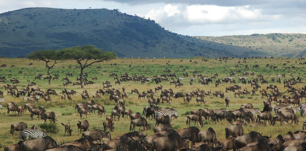3 days wildebeest migration safari 19