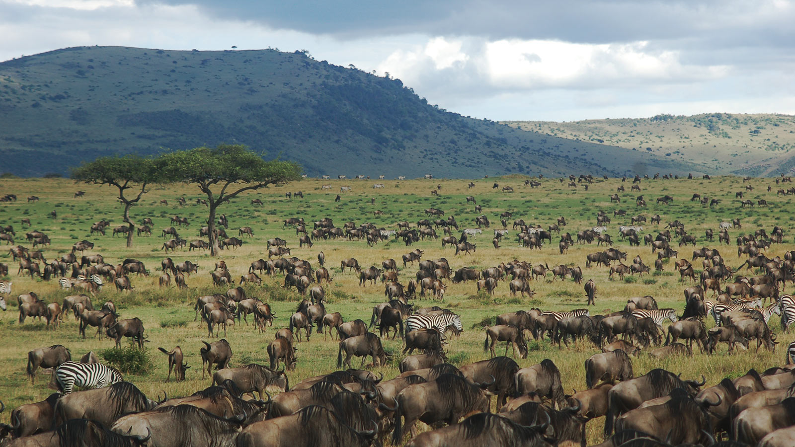 Wildebeest migration herd panorama