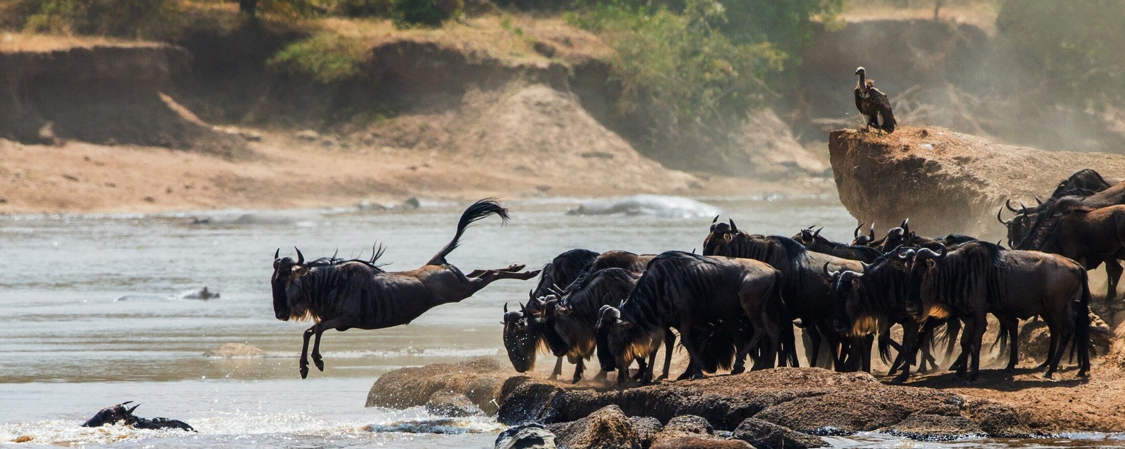 herd of wildebeest from serengeti plains