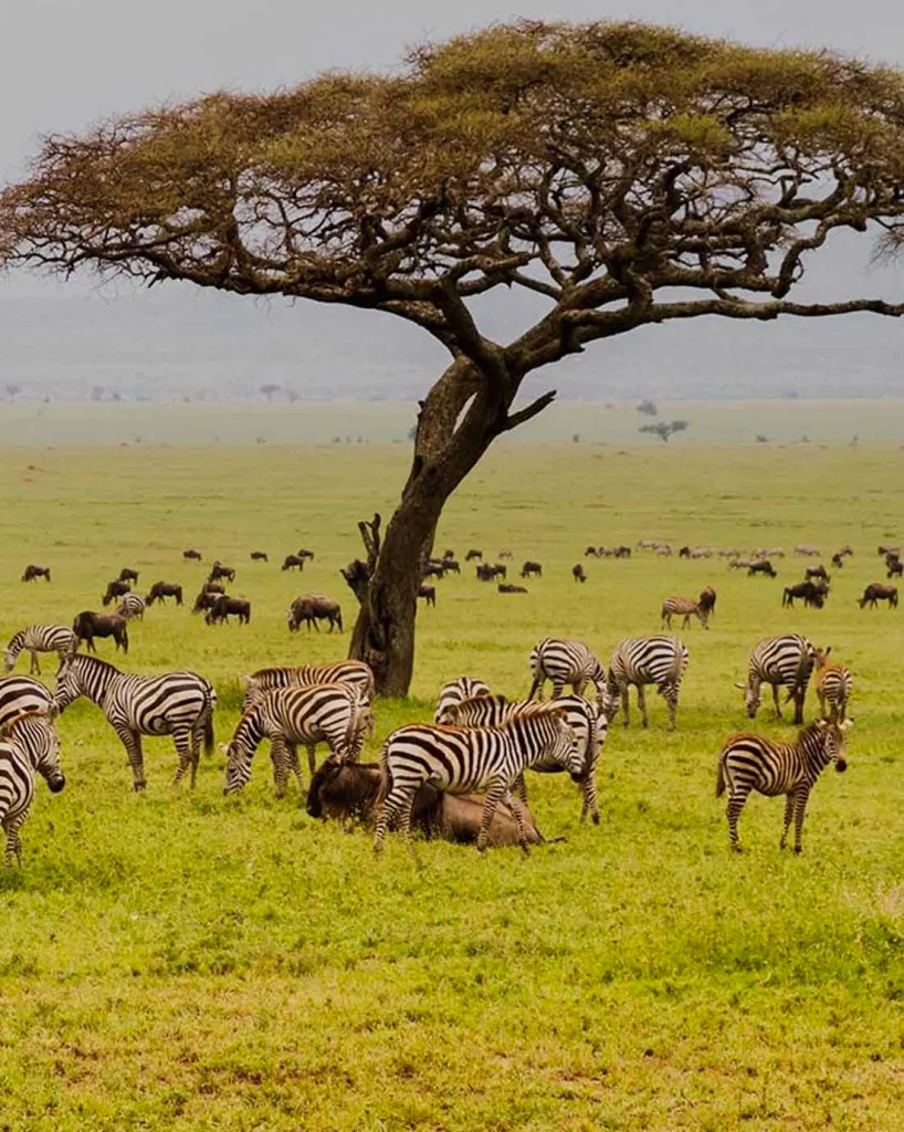 zebra and wildebeest pausing under the trees