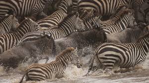 group of wildebeest cross the river