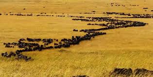 3 days wildebeest migration safari  Ecosystem Balance