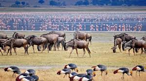 3 days wildebeest migration safari  Rainfall Patterns