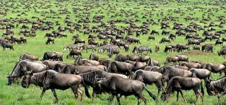 3 days wildebeest migration safari  Instinct and Evolutionary Behavior