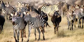 3 days wildebeest migration safari  Breeding and Calving