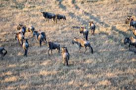 3 days wildebeest migration safari  Access to Water