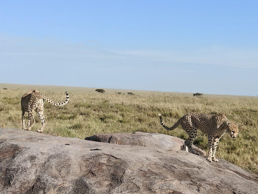 Tanzania safari 10