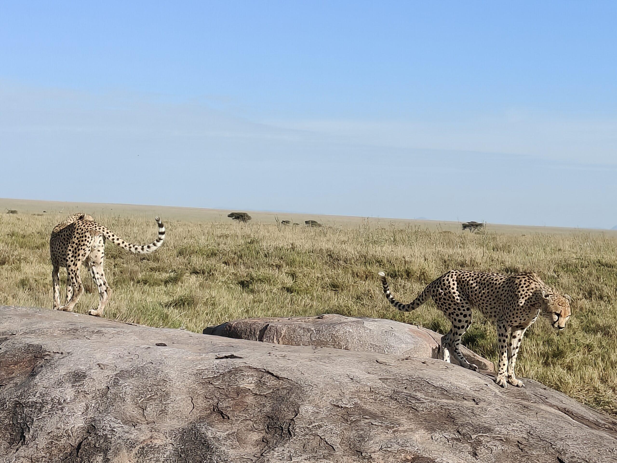 Tanzania safari lion pride