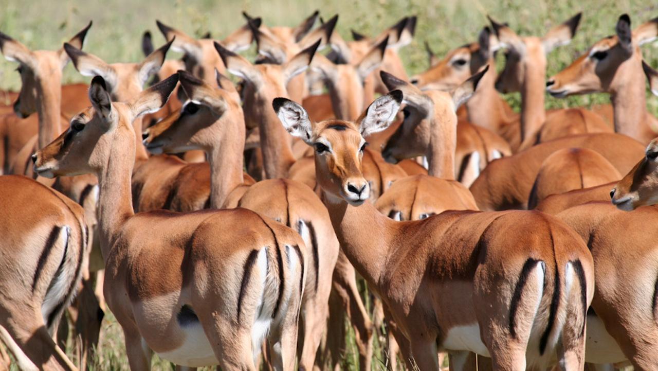 Luxury Tanzania safari Tarangire Ngorongoro