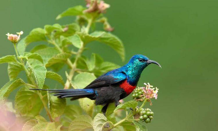 Northern Tanzania safari joining tour