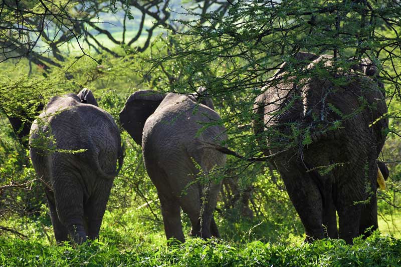 5-day luxury Tanzania safari
